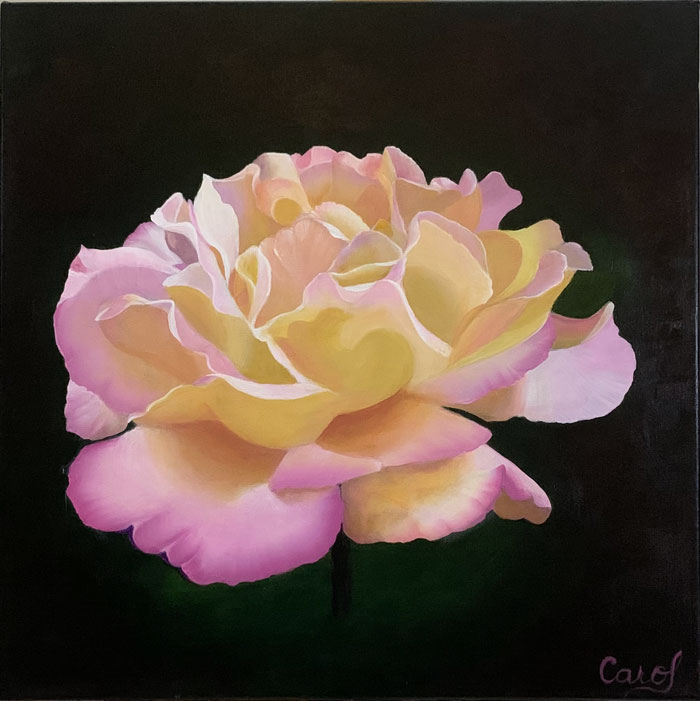 Peace Rose on Canvas Print